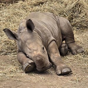 White rhino calf