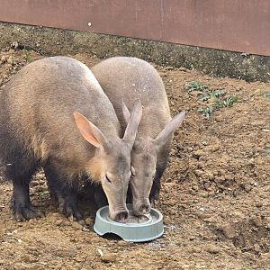 Aardvarks