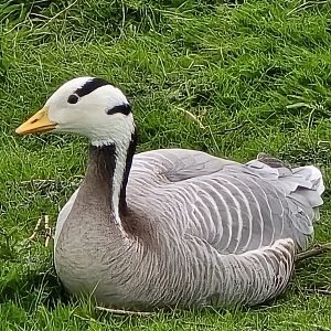 Bar headed goose