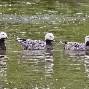 Emperor geese
