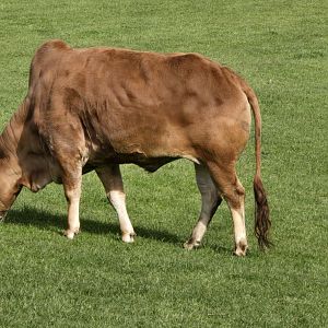 Domestic zebu