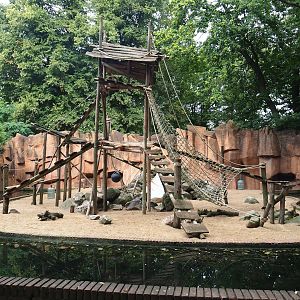 Barbary macaque exhibit, 2023-08-17