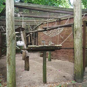 Barbary macaque holding/Separation area, 2023-08-17