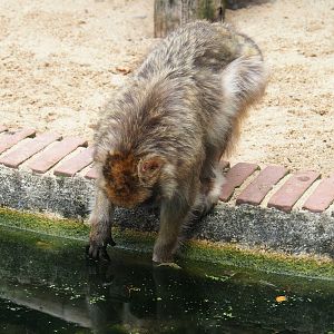 Barbary macaque (Macaca sylvanus), fishing algae out of moat, 2023-08-17
