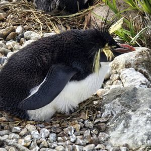 Northern Rockhopper penguin