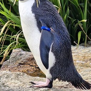 Northern Rockhopper penguin