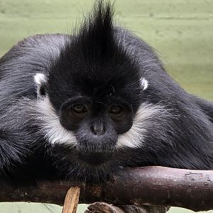 Francois' langur