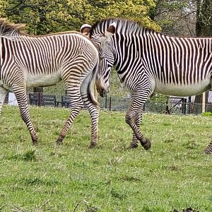Grevy zebra