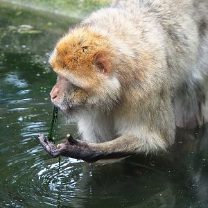 Barbary macaque (Macaca sylvanus), fishing algae out of moat, 2023-08-17