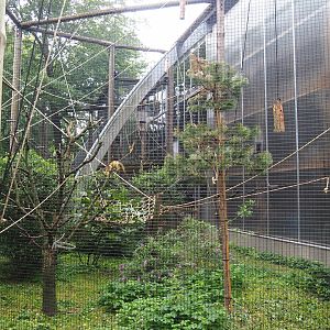 Bolivian squirrel monkey exhibit, Section to the right of RavotAapia entrance, 2023-08-17