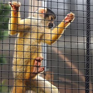 Bolivian squirrel monkey (Saimiri boliviensis boliviensis), 2023-08-17