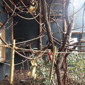 Bolivian squirrel monkey indoor exhibit, 2023-08-17