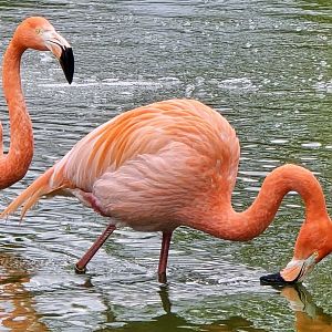 American flamingo