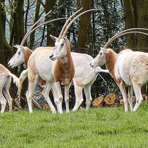 Scimitar horned oryx