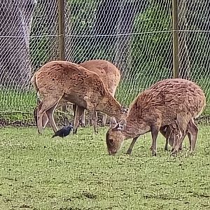 Hog deer