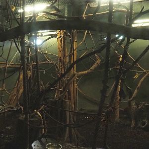 Lyle's flying fox indoor exhibit, 2023-08-17