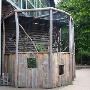 Lyle's flying fox outdoor exhibit, 2023-08-17