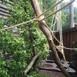 Lyle's flying fox outdoor exhibit, 2023-08-17