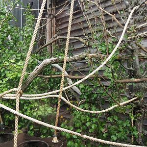 Lyle's flying fox outdoor exhibit, 2023-08-17