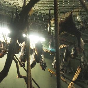 Lyle's flying foxes (Pteropus lylei), 2023-08-17