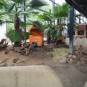 Black-tailed prairie dog indoor exhibit, 2023-08-17