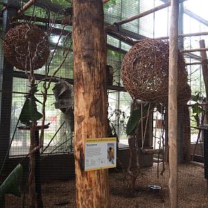 Village weaver and Von der Decken's hornbill aviary, 2023-08-17