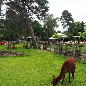 Petting zoo paddock, 2023-08-17