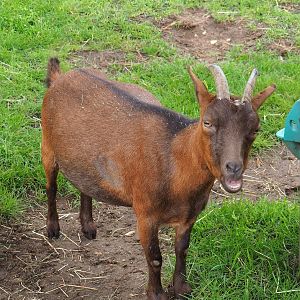 Domestic goat (Capra hircus), 2023-08-17
