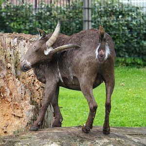 Domestic goat (Capra hircus), 2023-08-17