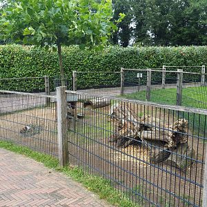 Domestic rabbit pen, 2023-08-17