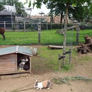 Domestic rabbit pen, 2023-08-17