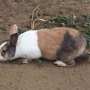 Domestic rabbit (Oryctolagus cuniculus domesticus), 2023-08-17