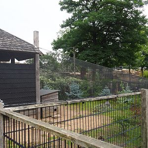 Helmeted guineafowl aviary, 2023-08-17