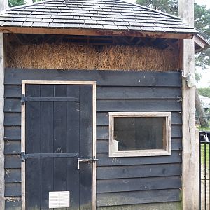 Helmeted guineafowl coop, 2023-08-17