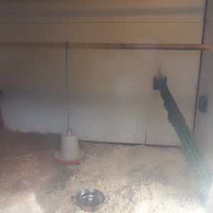 Helmeted guineafowl coop, 2023-08-17