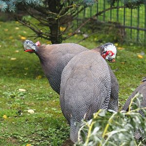 Helmeted guineafowl (Numida meleagris), 2023-08-17