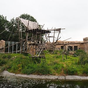 Bonobo exhibit, 2023-08-17