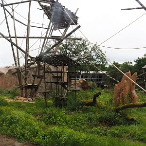 Bonobo exhibit, 2023-08-17