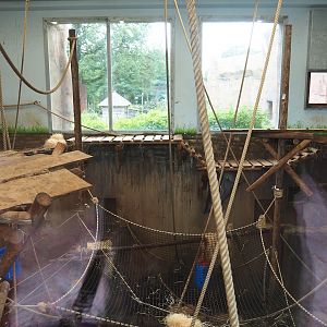 Bonobo indoor housing, 2023-08-17