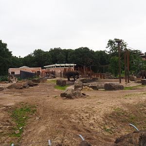 Main African bush elephant paddock, 2023-08-17