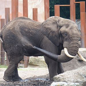 African bush elephant (Loxodonta africana), 2023-08-17