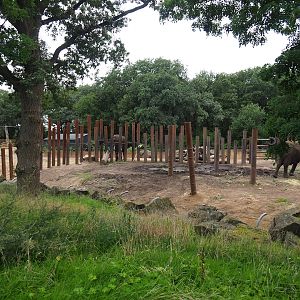 Smaller African bush elephant paddock and African bush elephant house, 2023-08-17