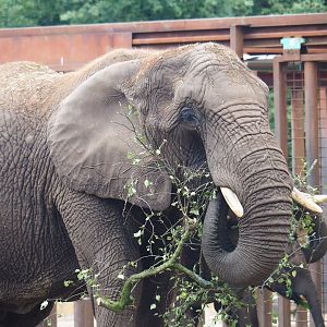 African bush elephant (Loxodonta africana), 2023-08-17