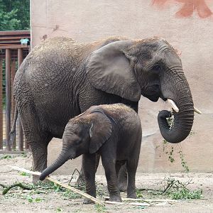 African bush elephant (Loxodonta africana) with calf, 2023-08-17