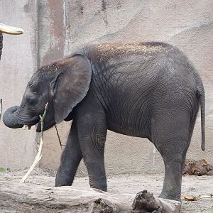 African bush elephant (Loxodonta africana) calf, 2023-08-17