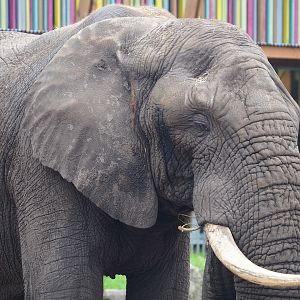 African bush elephant (Loxodonta africana), 2023-08-17