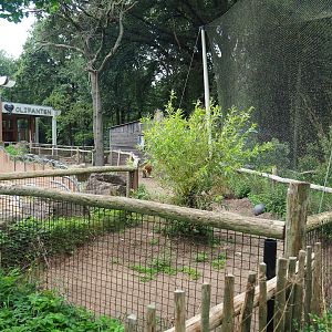 Red river hog paddock, 2023-08-17