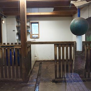 Red river hog indoor housing, 2023-08-17