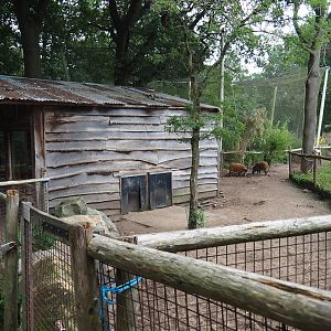 Red river hog paddock and barn, 2023-08-17