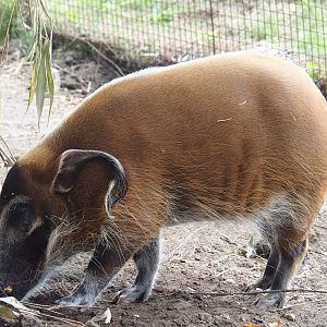 Red river hog (Potamochoerus porcus, 2023-08-17